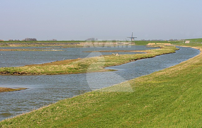 Het Wagejot is een bekend vogelgebied op Texel; Texel is a famous birding hotspot in the Netherlands stock-image by Agami/Jacques van der Neut,