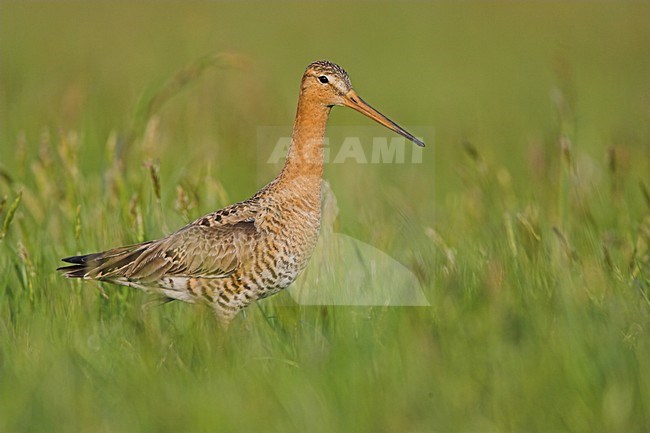 Grutto in weiland; Black-tailed Godwit in meadow stock-image by Agami/Menno van Duijn,