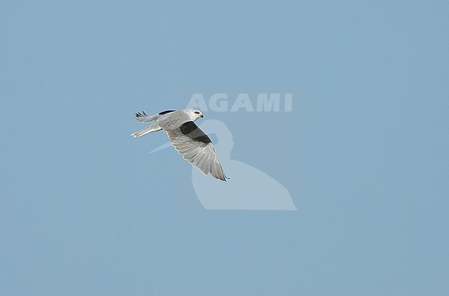 Adult, in flight. stock-image by Agami/Kris de Rouck,