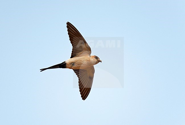 Vliegende Roodstuitzwaluw met modder voor het nest in de snavel. Flying Red-rumped Swallow with mud for the nest in its bill. stock-image by Agami/Ran Schols,