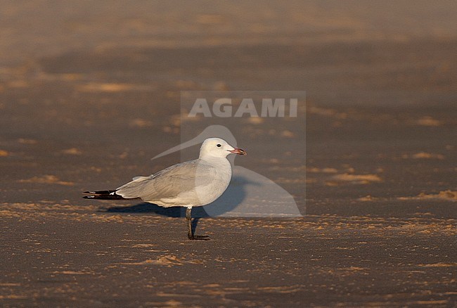 Audouin's Gull (Ichthyaetus audouinii) standing, with first light, on a sandy beach near Tarifa, in southern, Spain during autumn. stock-image by Agami/Marc Guyt,