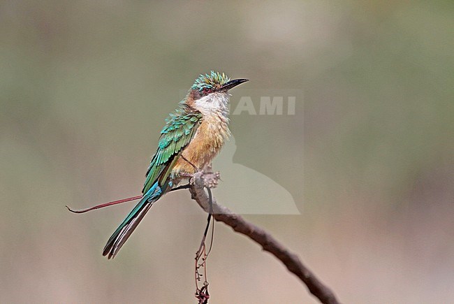 Somalische bijeneter, Somali bee-eater stock-image by Agami/Pete Morris,