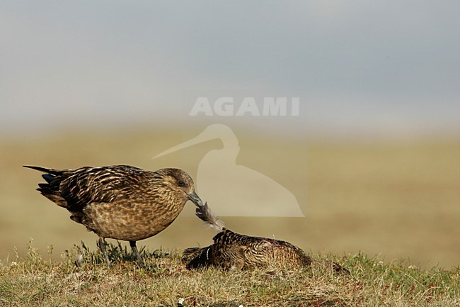 Grote Jager; Great Skua stock-image by Agami/Menno van Duijn,
