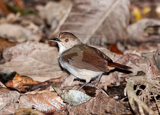 Bornean Swamp Babbler (Pellorneum macropterum) between leaves on Borneo. Spilt from White-chested Babbler. stock-image by Agami/Anja Nusse,