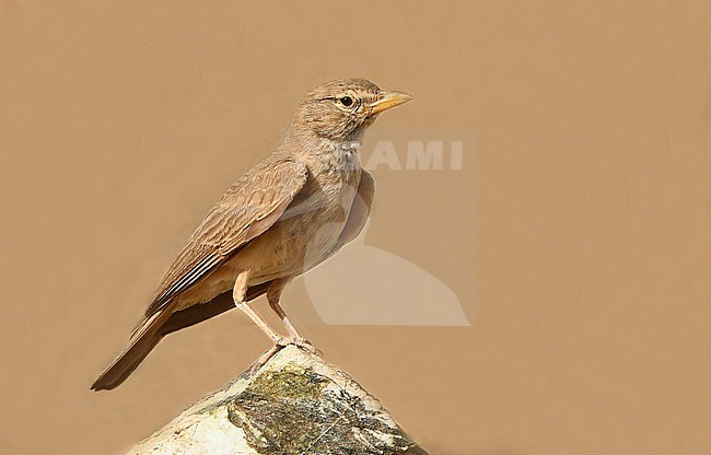 The Desert Lark (Ammomanes deserti) is a common bird in dry, rocky areas in the Middle East. stock-image by Agami/Eduard Sangster,