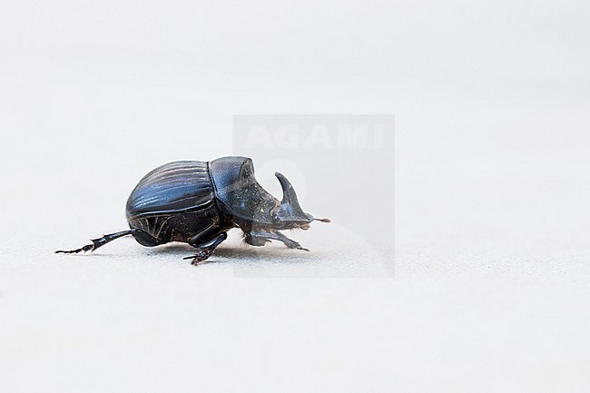 Copris hispanus - Spanischer Mondhornkäfer, France (Corsica), imago stock-image by Agami/Ralph Martin,