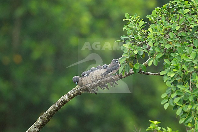 Ashy Woodswallow (Artamus fuscus) group sitting together on branch at Khao Yai National Park, Thailand stock-image by Agami/Helge Sorensen,