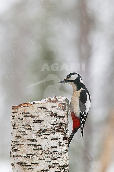 Great Spotted Woodpecker (Dendrocopos major) perched on a cut down birch tree in Finland stock-image by Agami/Jari Peltomäki,