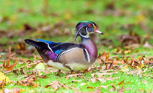 This long-stayer drake Wood Duck was firstly seen October 2002 to at least in September 2013. Here the bird is in winter plumage. stock-image by Agami/Vincent Legrand,