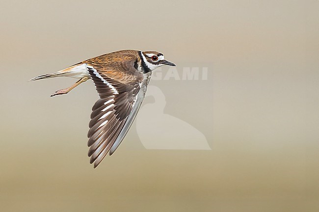 Adult
Galveston Co., TX
May 2023 stock-image by Agami/Brian E Small,