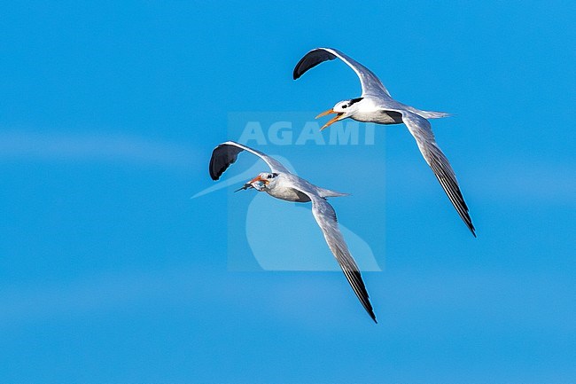 An adult American Royal Tern trying to stolen a fish from an first summer in Stone Harbour, Cape May, New Jersey. August 2016. stock-image by Agami/Vincent Legrand,