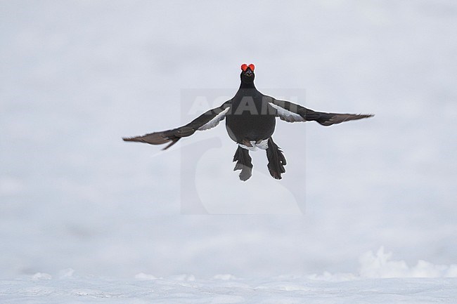 Adult male Black Grouse (Lyrurus tetrix tetrix) at a lek in Germany during early spring with lots of snow. Jumping as high as possible to attract a female. stock-image by Agami/Ralph Martin,