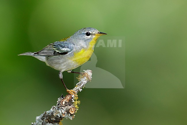 Adult female
Galveston Co., TX
April 2017 stock-image by Agami/Brian E Small,