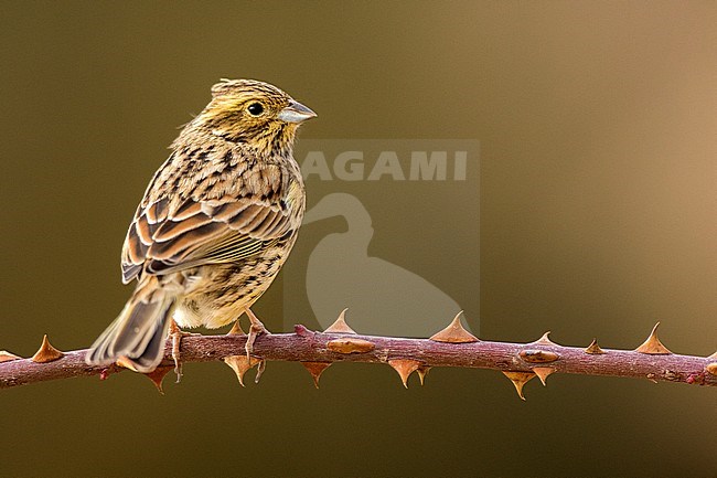 First-winter Cirl Bunting (Emberiza cirlus) perched on a spiny twig during autumn in Teruel in Spain. stock-image by Agami/Oscar Díez,