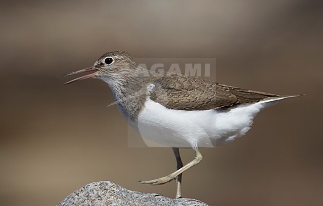 Juveniele Oeverloper; Juvenile Common Sandpiper stock-image by Agami/Markus Varesvuo,