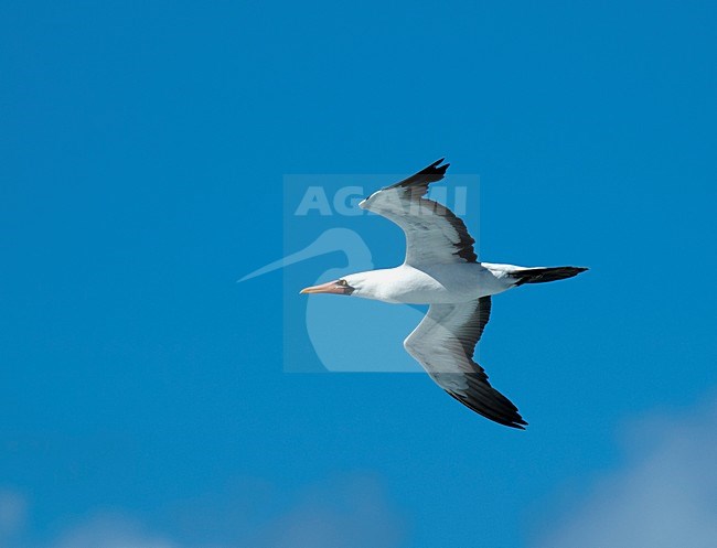 Nazca Booby in vlucht, Nazca Gent in flight stock-image by Agami/Roy de Haas,