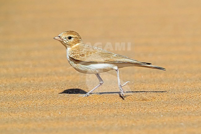 Adult Bar-tailed Lark running in desert aroud 40km West of Choum, Mauritania. April 04, 2018. stock-image by Agami/Vincent Legrand,