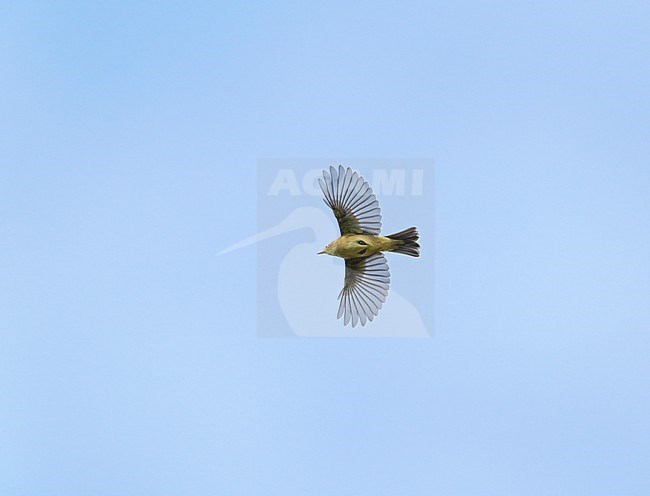 Common Chiffchaff (Phylloscopus collybita) flying, migrating high over a migration station showing underside and wings fully spread stock-image by Agami/Ran Schols,