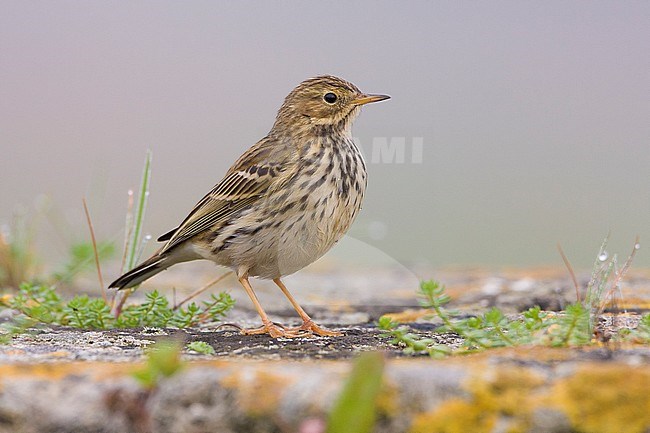 Meadow Pipit (Anthus pratensis), adult standing on the ground stock-image by Agami/Saverio Gatto,