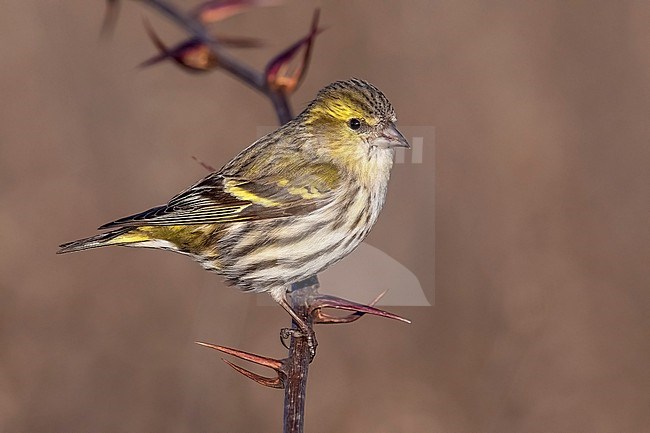 Female Eurasian Siskin (Spinus spinus) perched on a branch in Florence, Tuscany, Italy. stock-image by Agami/Vincent Legrand,