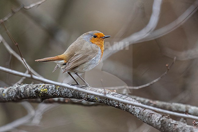 South-east Transcaucasian European Robin (Erithacus rubecula hyrcanus) sitting on a branch in Mastail, Azerbijan. stock-image by Agami/Vincent Legrand,