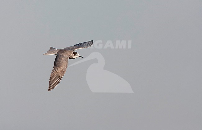 Moulting adult Black Tern (Chlidonias niger) in flight in the Netherlands. stock-image by Agami/Marc Guyt,