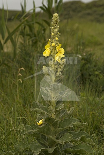 Flowering Mullein, Bloeiende Toorts stock-image by Agami/Wil Leurs,