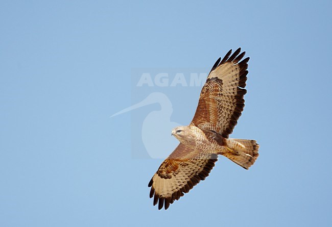 Steppebuizerd in de vlucht; Steppe Buzzard in flight stock-image by Agami/Markus Varesvuo,