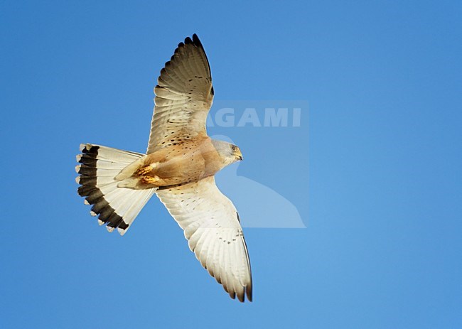 Mannetje Kleine Torenvalk in de vlucht; Male Lesser Kestrel in flight stock-image by Agami/Markus Varesvuo,