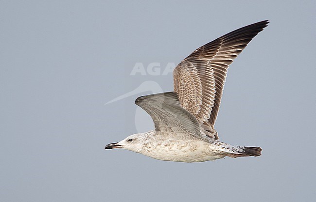 Caspian Gull, Pontische Meeuw, Larus cachinnans stock-image by Agami/Arie Ouwerkerk,