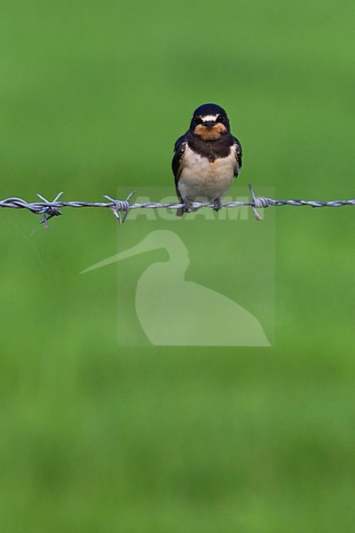 Boerenzwaluw zittend; Barn Swallow perched stock-image by Agami/Arnold Meijer,