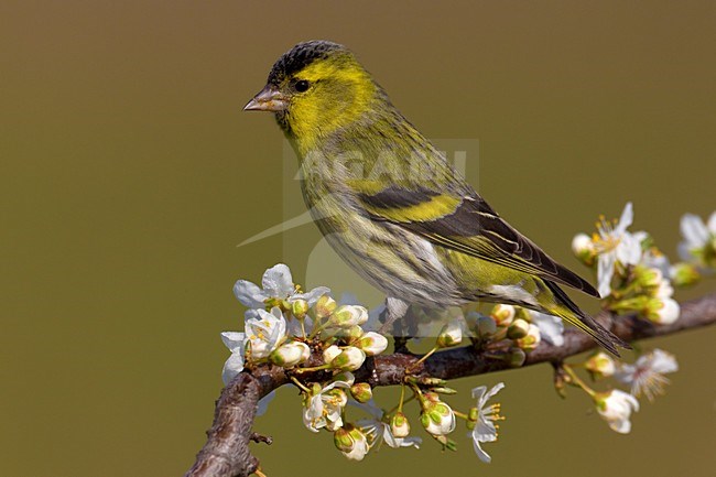 Mannetje Sijs zittend op een tak; Male Eurasian Siskin perched on a branch stock-image by Agami/Daniele Occhiato,