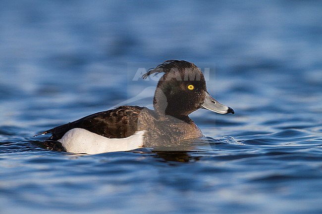 Tufted Duck - Reiherente - Aythya fuligula, Germany, 1st W male stock-image by Agami/Ralph Martin,