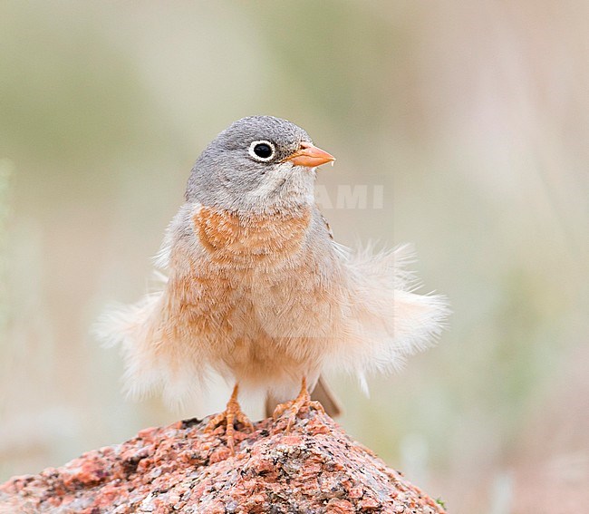 Grey-necked Bunting - Steinortolan - Emberiza buchanani, Kyrgyzstan, adult male stock-image by Agami/Ralph Martin,