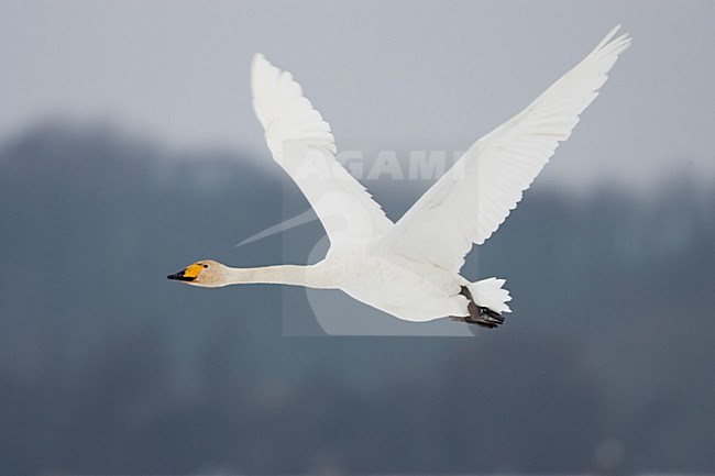Volwassen Wilde Zwaan in de vlucht; Adult Whooper Swan in flight stock-image by Agami/Menno van Duijn,