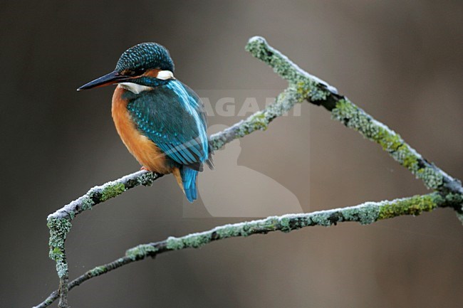 Common Kingfisher perched on branch, IJsvogel zittend op tak stock-image by Agami/Menno van Duijn,