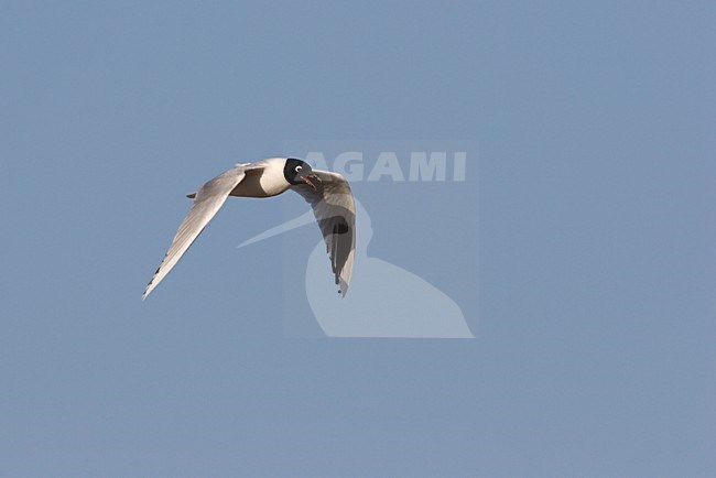 Adulte Chineese kokmeeuw vliegend in blauwe lucht. Adult Saunders's Gull flying against blue sky stock-image by Agami/Ran Schols,