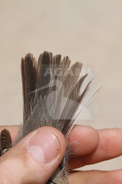 Second calendar year male Eastern Subalpine Warbler (Curruca cantillans) during spring migration caught in a research station near Eilat in Israel. Showing tail feathers. stock-image by Agami/Christian Brinkman,