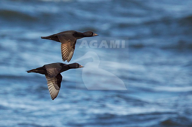 Paar Zwarte ZeeÃ«end vliegend boven zee; Pair of Common Scoters flying above the sea stock-image by Agami/Markus Varesvuo,