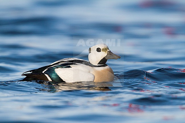 Steller's Eider, Stellers Eider; Polysticta stelleri, Norway, adult male stock-image by Agami/Ralph Martin,