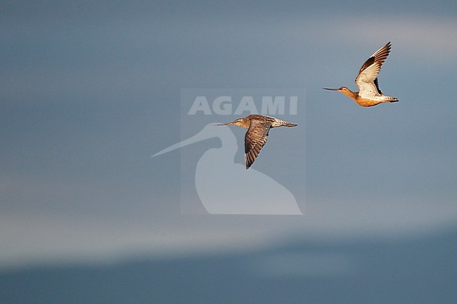 Rosse Grutto, Bar-tailed Godwit stock-image by Agami/Markus Varesvuo,