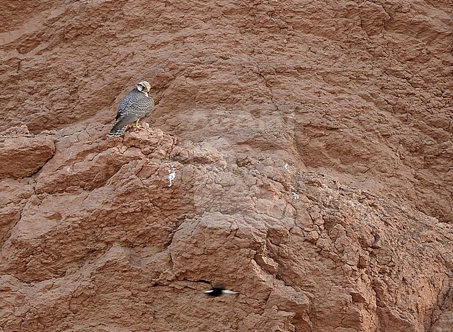 Lanner Falcon (Falco biarmicus) in Rissani, Morocco. Perched on a steep cliff. stock-image by Agami/Michael McKee,