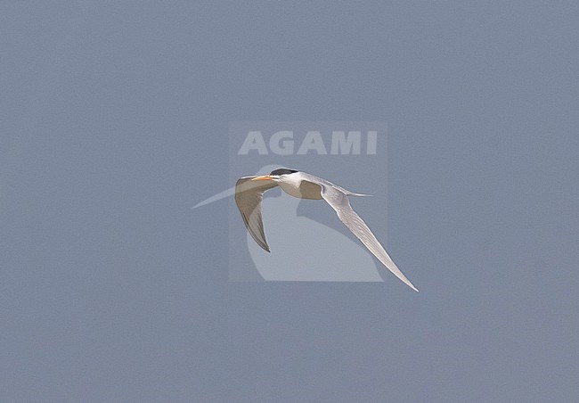 Adult Lesser Crested Tern (Sterna bengalensis) in breeding plumage in Egypt, seen from the side, showing both under and upper wing. stock-image by Agami/Edwin Winkel,