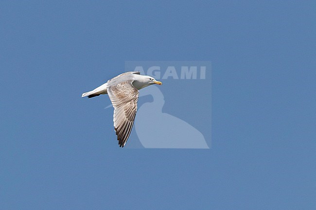 Second-summer Caspian Gull (Larus cachinnans) in flight in the Netherlands, showing upper wing. stock-image by Agami/Edwin Winkel,