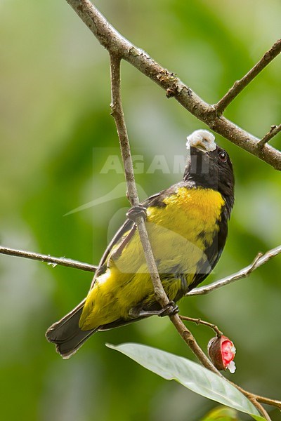 Black-and-gold tanager, Bangsia melanochlamys, in Colombia. Foraging on fruit. stock-image by Agami/Dubi Shapiro,