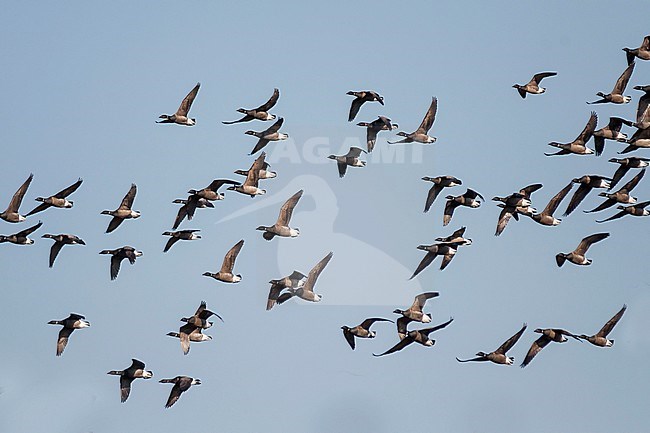 Dark-bellied Brent Goose - Dunkelbäuchige Ringelgans - Branta bernicla ssp. bernicla, Germany stock-image by Agami/Ralph Martin,