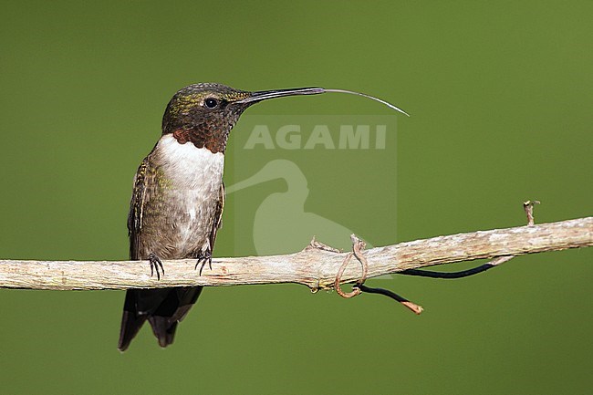 Adult male
Galveston Co., TX
April 2012 stock-image by Agami/Brian E Small,