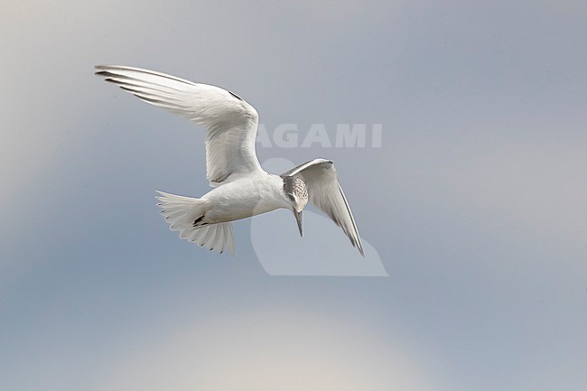 Immature Little Tern, Sternula albifrons, in Italy. stock-image by Agami/Daniele Occhiato,