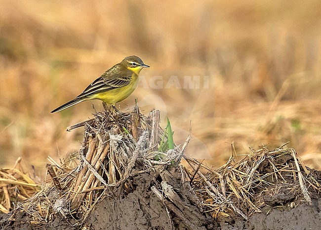 Adult Blue-headed Wagtail (Motacilla flava) standing on dry rice field during autumn migration, Ebro Delta, Spain. stock-image by Agami/Rafael Armada,