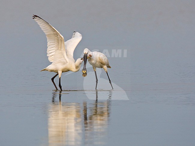 Lepelaar jong voerend Nederland, Eurasian Spoonbill feeding young Netherlands stock-image by Agami/Wil Leurs,